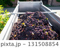Harvested red grapes with leaves and stems heaped in a metal trailer, ready for transport from the vineyard to the winery for winemaking and grape processing 131508854