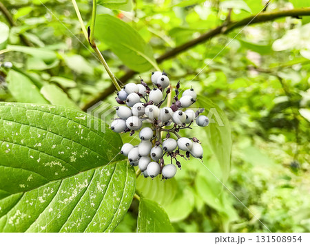 A cluster of berries on a leaf. The berries are white and have black spots. A cluster of berries on a leaf. The berries are white and have black spots. 131508954