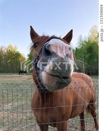 A brown horse with a white nose is standing in a fenced area A brown horse with a white nose is standing in a fenced area 131509004