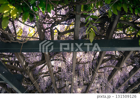 垂れ下がった藤の花 131509126