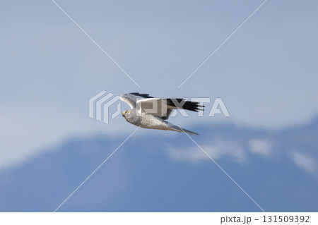 飛翔するハイイロチュウヒ 131509392