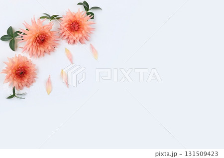 Dahlia flowers on a light background, abstract floral arrangement, autumn background with place for text, minimal holiday concept, still life, postcard. Happy mothers day, womens day,cus 131509423
