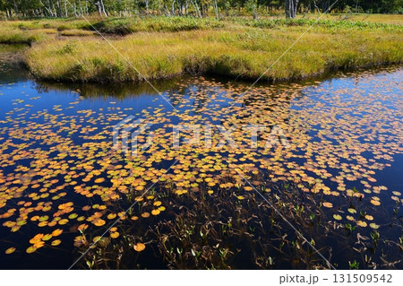 ヒツジグサの紅葉 131509542