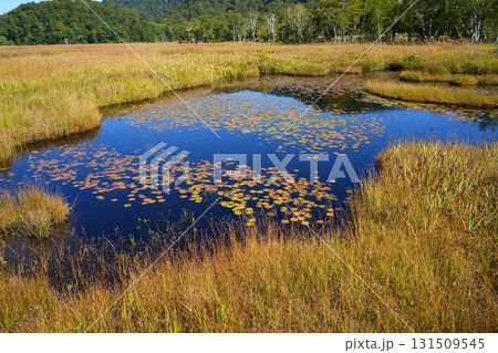 ヒツジグサの紅葉 131509545