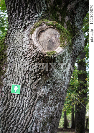 Old oak tree trunk with rough bark and a large cut branch, marked with a small green sign featuring 131509876