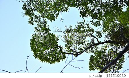 樹木と青空 131510080