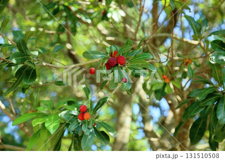 可愛い　ヤマモモの実 131510508
