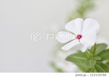 日々草 131510788