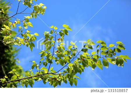 爽やか キイチゴの実 爽やか キイチゴの実 131510857