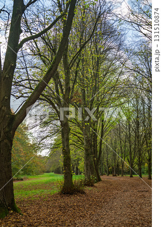 Autumn Path Amsterdamse Bos 131510874