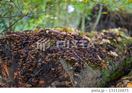 Forest Floor Mushrooms Forest Floor Mushrooms 131510875
