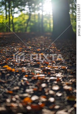 Autumn Sunlight Forest Floor 131510877