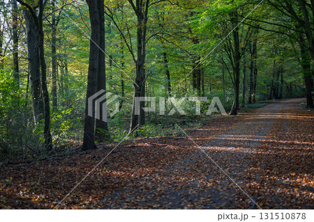 Sunlit Autumn Forest Path 131510878