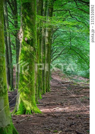 Veluwezoom Mossy Forest Path Veluwezoom Mossy Forest Path 131510892