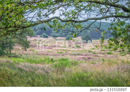 Veluwezoom Heather Landscape 131510897
