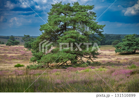 Veluwezoom Heathland Pine Veluwezoom Heathland Pine 131510899