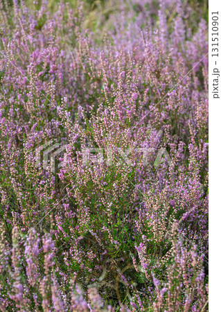 Purple Heather Bloom Field 131510901