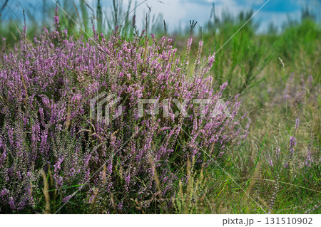 Purple Heather Veluwezoom Bloom 131510902