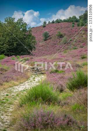 Veluwezoom Heather Landscape 131510906