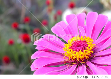 初夏~秋まで咲く庭のダリアの花2 百日草 初夏~秋まで咲く庭のダリアの花2 百日草 131510940