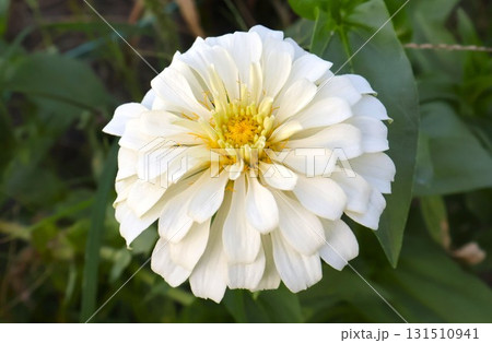 初夏~秋まで咲く庭のダリアの花4 百日草 初夏~秋まで咲く庭のダリアの花4 百日草 131510941