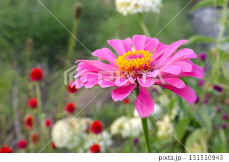 初夏～秋まで咲く庭のダリアの花3　百日草 131510943