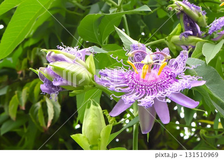 トケイソウ(チャボトケイソウ)の花 トケイソウ(チャボトケイソウ)の花 131510969