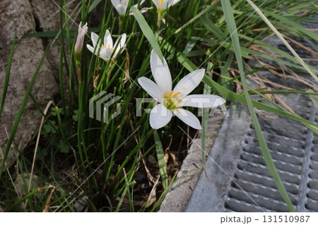 公園のゼフィランサスの花(梅雨~秋)1 公園のゼフィランサスの花(梅雨~秋)1 131510987