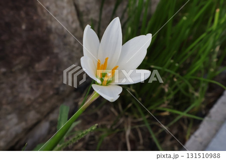 公園のゼフィランサスの花（梅雨～秋）2 131510988