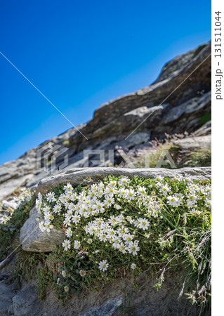 White Alpine Blooms Zermatt 131511044