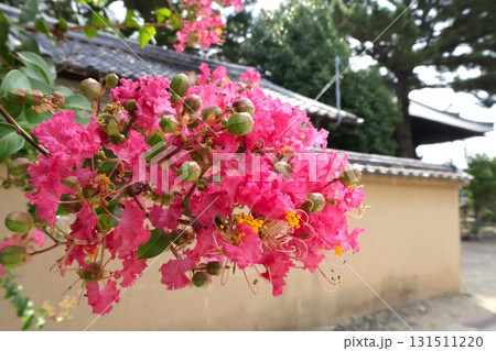 梅雨から秋まで咲くサルスベリの花(西大寺 梅雨から秋まで咲くサルスベリの花(西大寺 131511220