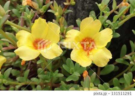 初夏から秋まで咲く庭のポーチュラカの花3 131511291