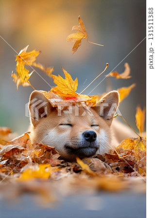落ち葉に包まれて眠る柴犬の穏やかな秋時間 落ち葉に包まれて眠る柴犬の穏やかな秋時間 131511388