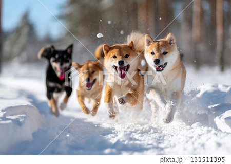 雪の中を駆ける柴犬たちのエネルギーあふれる瞬間 131511395
