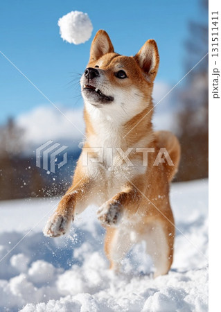 雪玉めがけてジャンプする柴犬の瞬間 雪玉めがけてジャンプする柴犬の瞬間 131511411