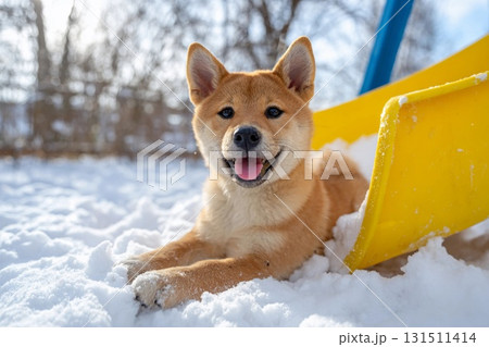 雪のすべり台で遊ぶ柴犬の幼い表情 雪のすべり台で遊ぶ柴犬の幼い表情 131511414