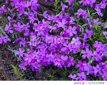 シバザクラのある風景 131511944