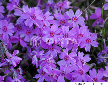 シバザクラのある風景 131511945