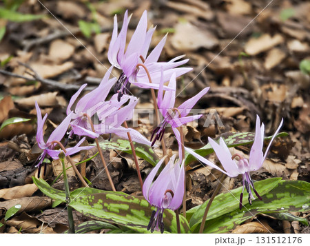 カタクリの花のある風景 カタクリの花のある風景 131512176