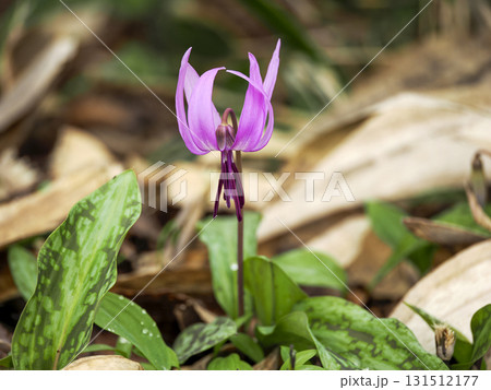 カタクリの花のある風景 カタクリの花のある風景 131512177
