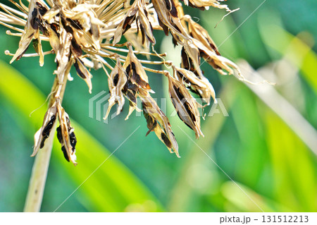 アガパンサスの平らな黒い種（秋、九月） 131512213