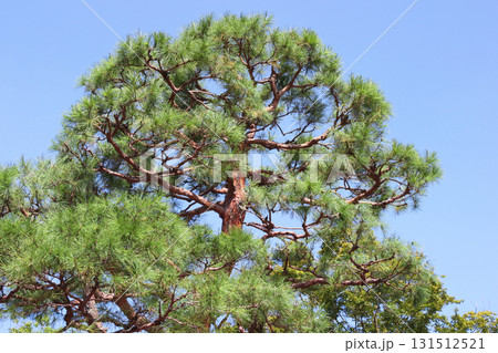 アカマツの大木  131512521