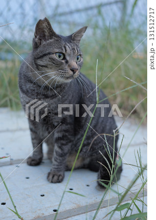 広場で遊ぶとら猫 広場で遊ぶとら猫 131512717