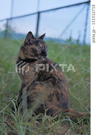 広場で遊ぶさび猫 広場で遊ぶさび猫 131512718