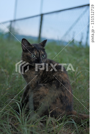 広場で遊ぶさび猫 広場で遊ぶさび猫 131512719