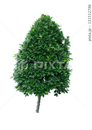 Banyan tree, ficus annulata ornamental plant 131512786