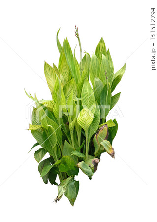Canna Lily Plant with Green Leaves Canna Lily Plant with Green Leaves 131512794