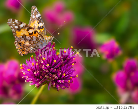 秋の庭に舞うヒメアカタテハとピンクのセンニチコウ 131512798