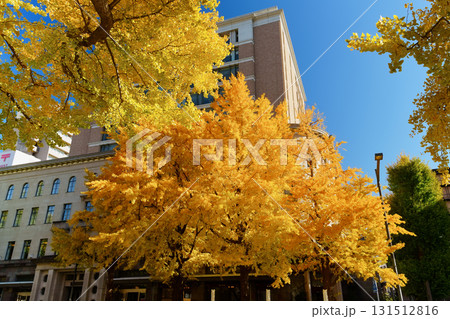 紅葉シーズンの横浜・日本大通りのイチョウ並木 131512816