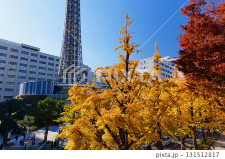 紅葉シーズンの横浜・山下公園通りのイチョウ並木 131512817
